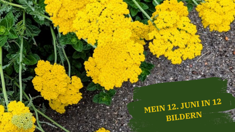Gelbe Schafgarbe