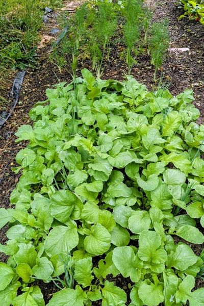 Marketgarden Beet mit Radieschen und Fenchel