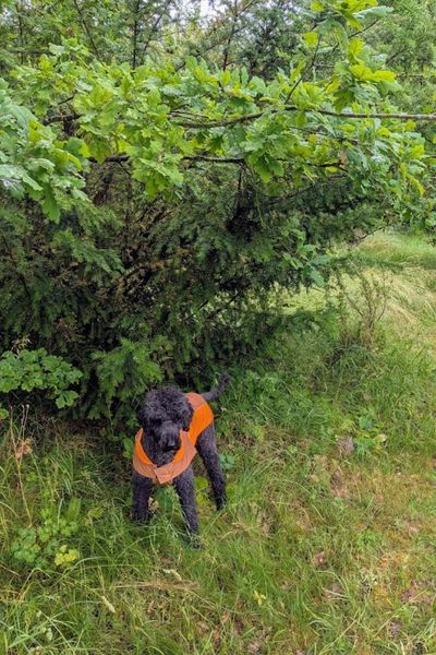 Ferri sucht Schutz vorm Regen unter einem Busch