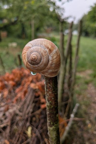 Schneckenhäuschen