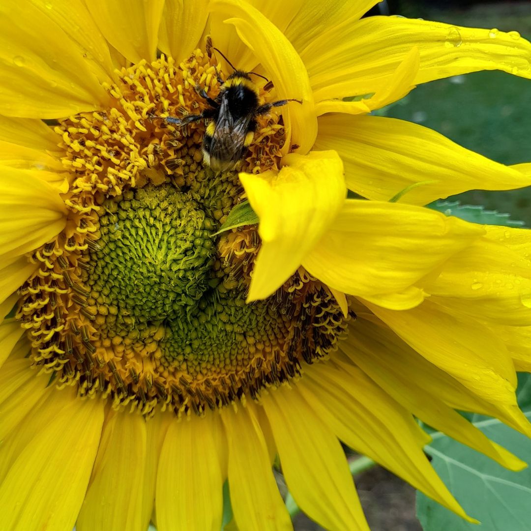 Sommerblume