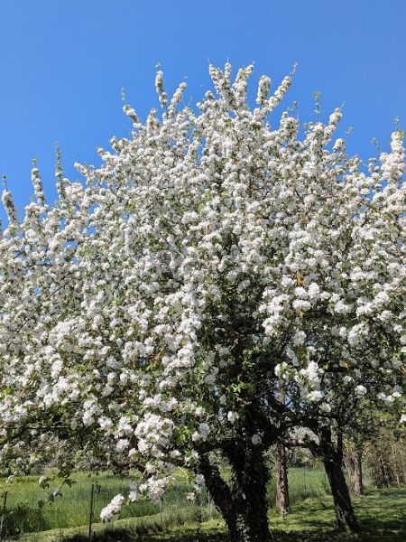 Apfelblüte im Garten