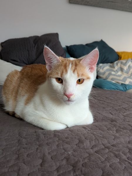 Die Katze meiner Freundin