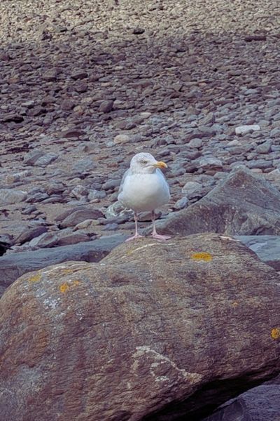 Möwe